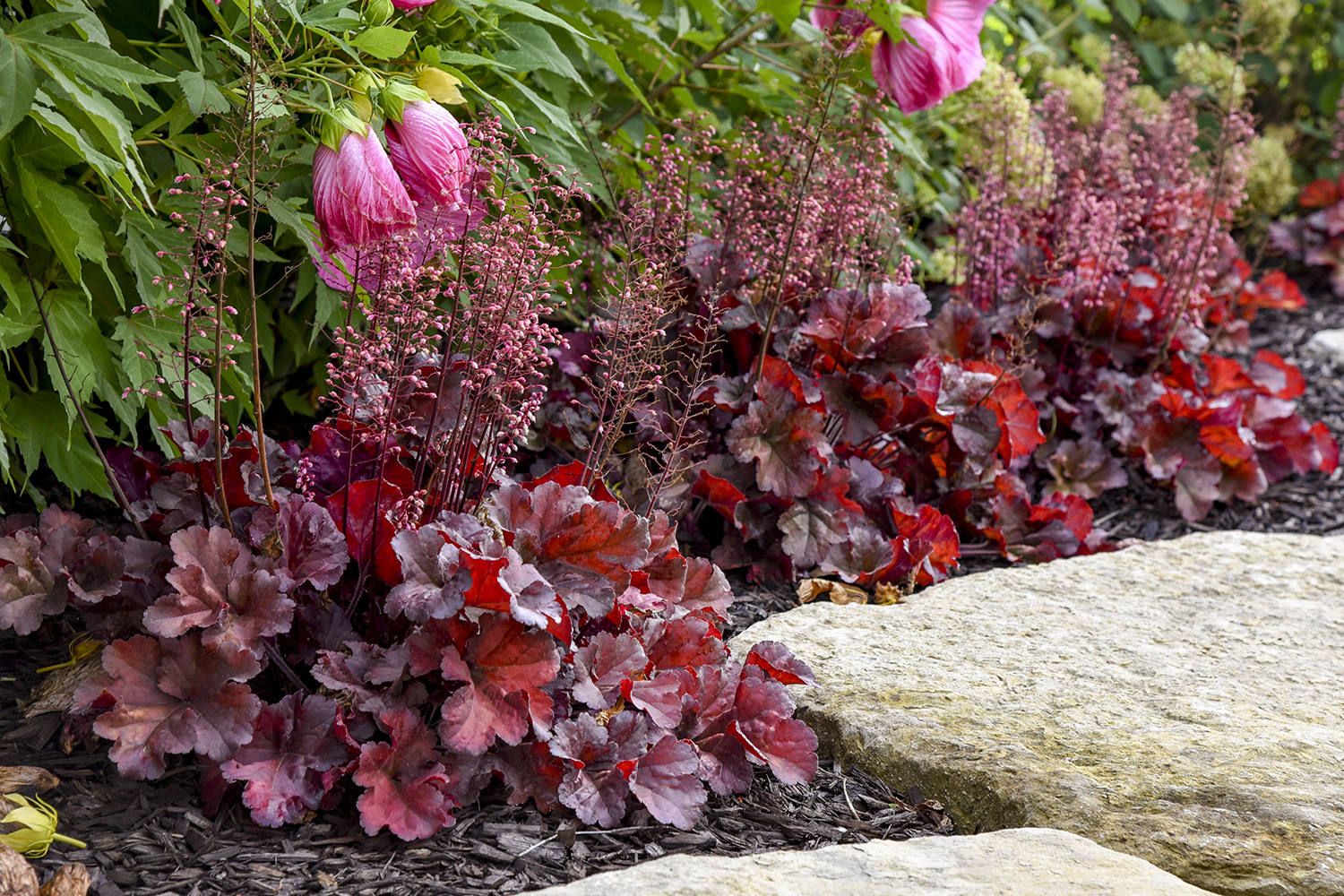 Heuchera